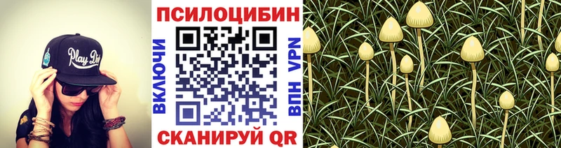 Псилоцибиновые грибы мицелий  Купить где  Циолковский